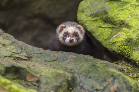 A European ferret.