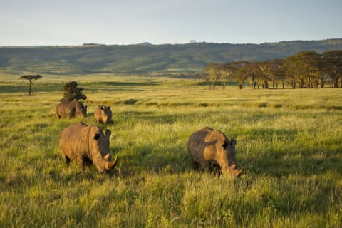 A stubbornness of rhinos.