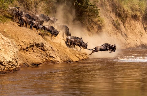 An implausibility of gnus.