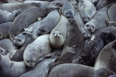 A harem of northern elephant seals.