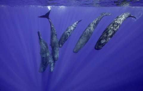 A gam of sperm whales.