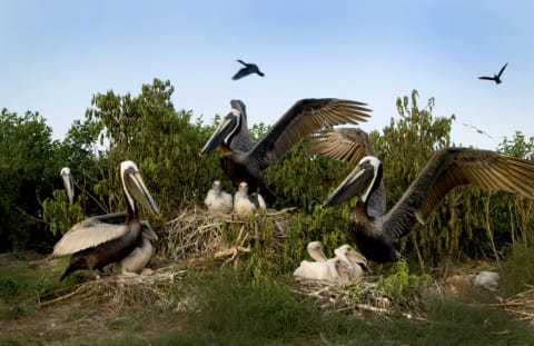 A pod of brown pelicans.