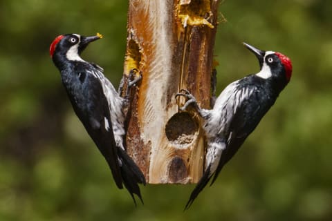 A descent of acorn woodpeckers.