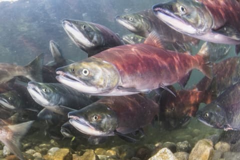 A run of sockeye salmon.