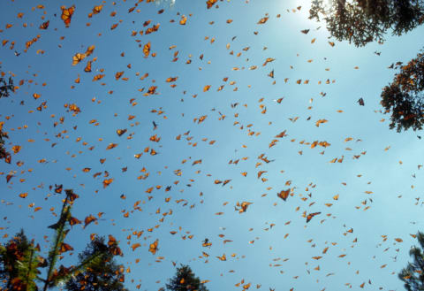 A kaleidoscope of monarch butterflies.