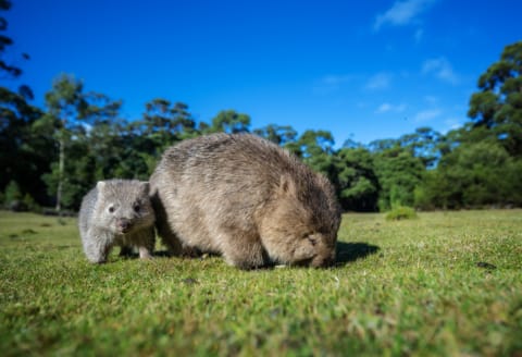 A wisdom of wombats.