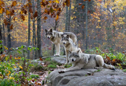 A rout of timber wolves.