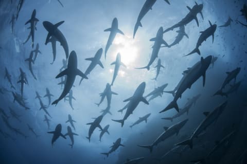 A shiver of silky sharks.