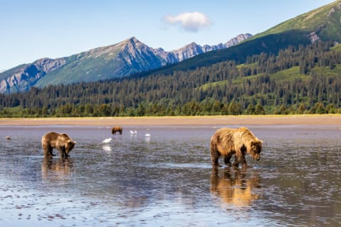 A sleuth of brown bears.