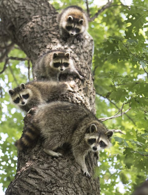 A gaze of raccoons.