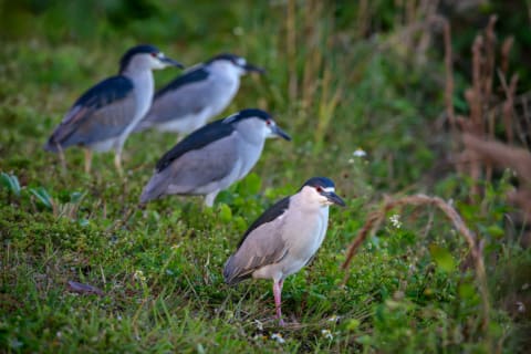 A siege of black-crowned night herons.