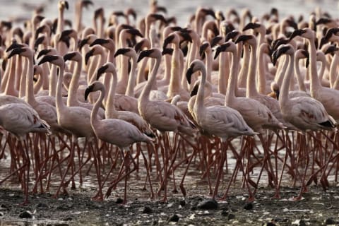 A flamboyance of flamingoes.