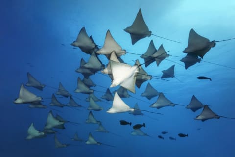 A fever of stingrays.