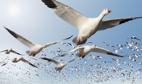 A skein of snow geese.