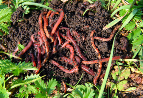 A bunch of worms.