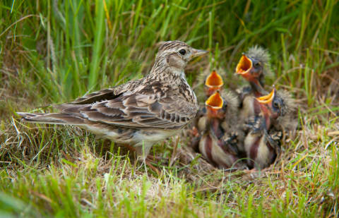 An exaltation of larks.