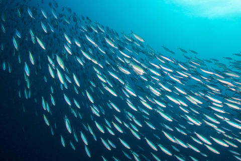 A family of sardines.