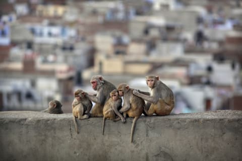 A barrel of monkeys.