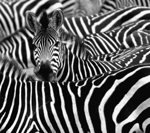 A dazzle of zebras.