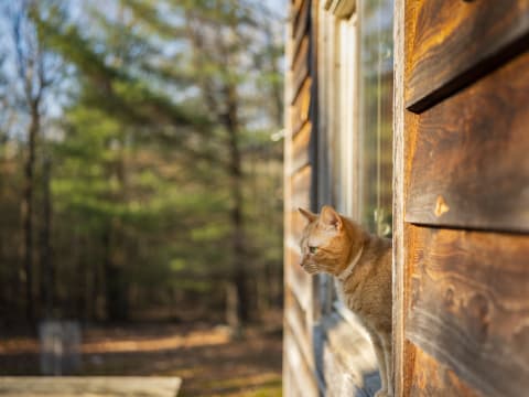 This orange tabby is sporting a tick collar.