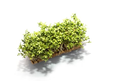 Bittercress will add some flavor to your salads.