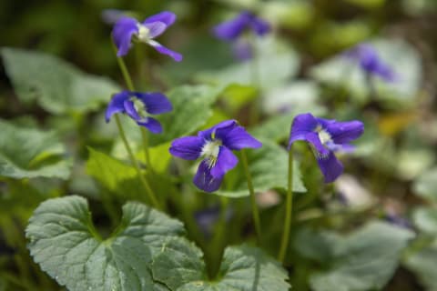 Using violets as a garnish will make your desserts feel extra fancy.