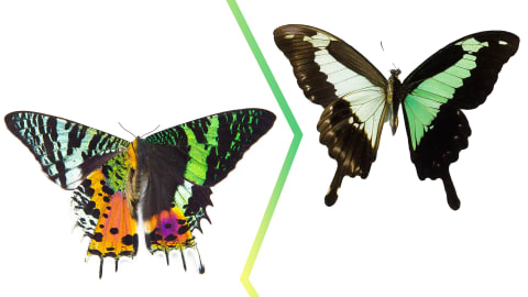 Madagascan sunset moth (left), apple-green swallowtail butterfly (right).