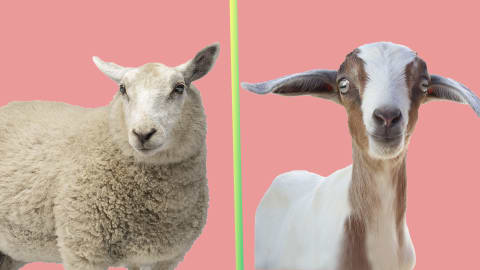 Sheep (left), goat (right).