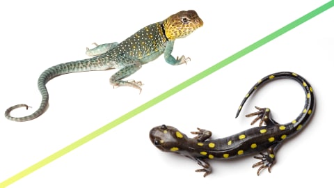 Collared lizard (top), spotted salamander (bottom).