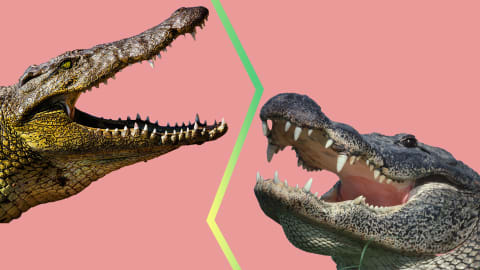 Nile crocodile (left), alligator (right).