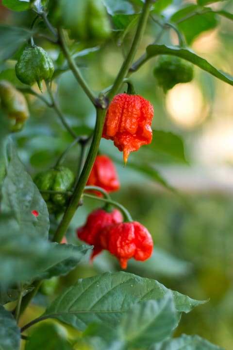 Carolina Reaper chilli peppers growing on a plant.