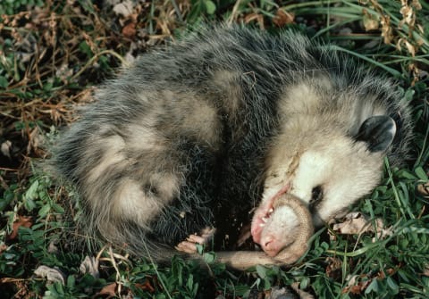 "Playing dead" isn't really an act for opossums—their bodies enter a catatonic state in response to fear.