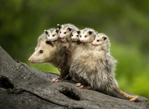 Once they're bigger, joeys tend to hang out on the backs of their mothers. 