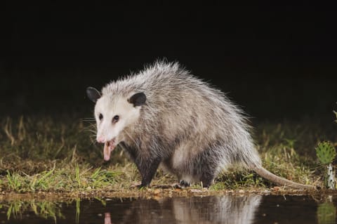 As rabid as one might seem—especially if it starts hissing—opossums almost never contract rabies. 