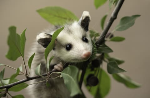 On top of being immune to most forms of snake venom, possums have solid memory retention.