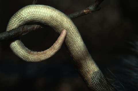 Their tails are almost snake-like in terms of how they look, but they serve a real purpose, too.