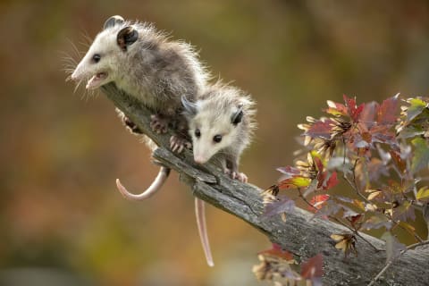 They might seem reclusive, but opossums do like to socialize. 