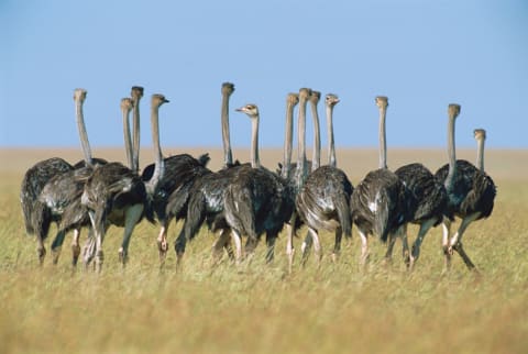 A flock of ostriches.