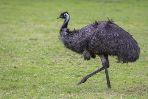 An emu.