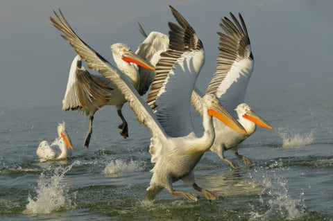 A flock of Dalmatian pelicans.