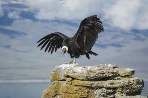 An Andean condor.