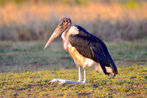 A marabou stork.