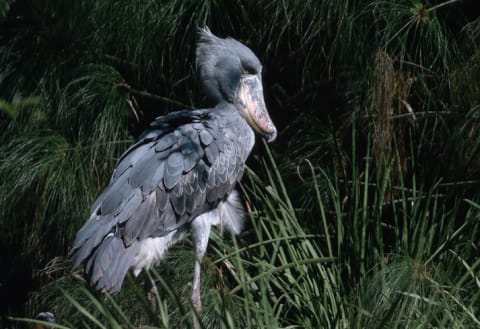 A shoebill.