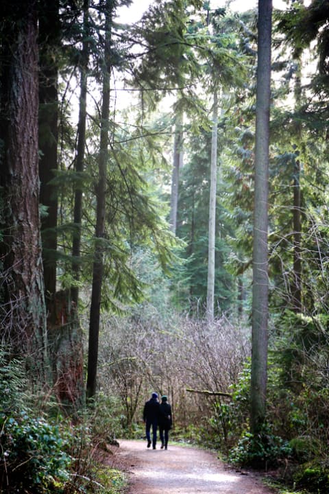 Towering trees in Vancouver's Stanley Park.