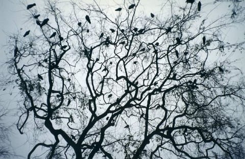 A spooky flock of crows roosting in a tree.