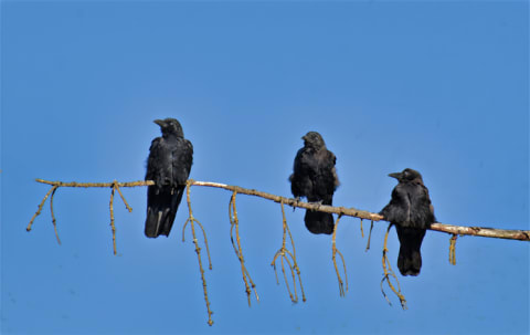 A trio of crows on a branch.