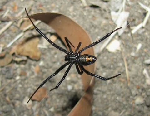 A western black widow (L. hesperus).