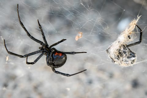 A black widow spider with what looks like the remains of another spider in her web.