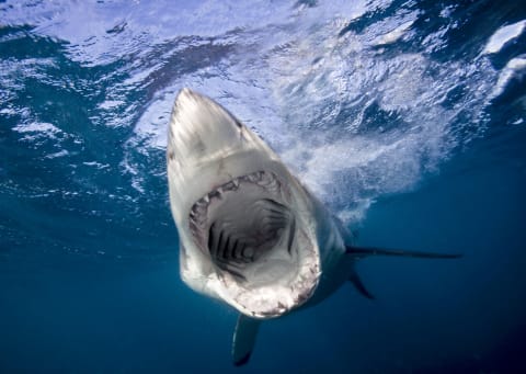 Shark attacks are rare—but they do still happen. 