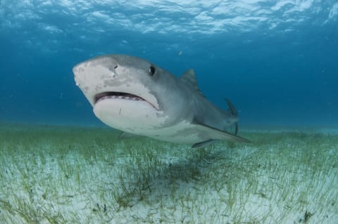 Tiger sharks (like the one pictured here) don't fare well in captivity, either. 